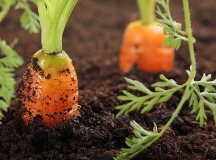 Desprindeți vârfurile de morcovi și de ce este nevoie