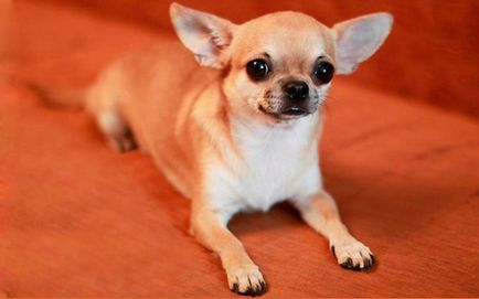 Böngészése Kutya Chihuahua leírás, ápolási, karbantartási és fotók a képviselői