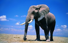 Одинадцять маловідомих цікавих фактів про слонів