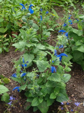 Salvia anuală