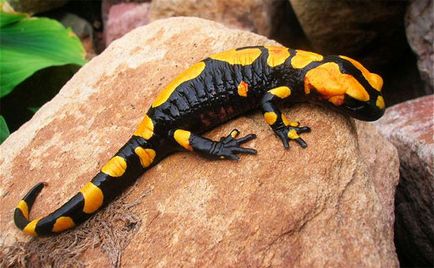 Вогняна саламандра - представник стихії вогню здатна до регенерації втрачених органів
