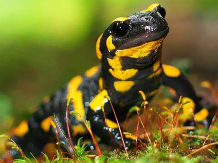 Salamander fier - un reprezentant al elementelor de foc capabile de regenerarea organelor pierdute