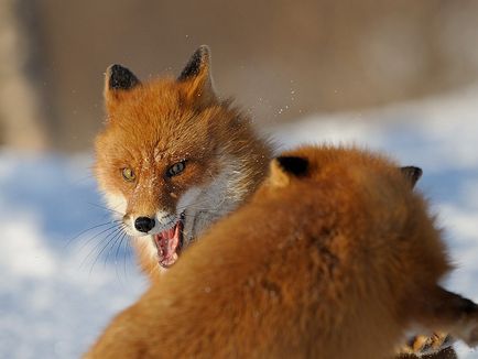 Про лисиць навесні, фото новини