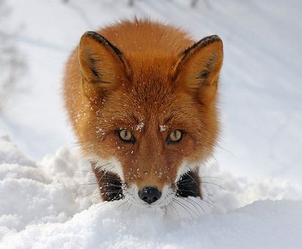 Про лисиць навесні, фото новини