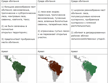 Oncilla, nikkuro blog, contactați