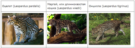 Леопард онцилла, блог nikkuro, конт
