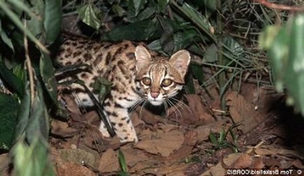 Oncilla blog nikkuro, csap (ocelot Margao oncilla) Oncilla blog nikkuro, pin