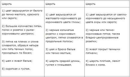 Леопард онцилла, блог nikkuro, конт