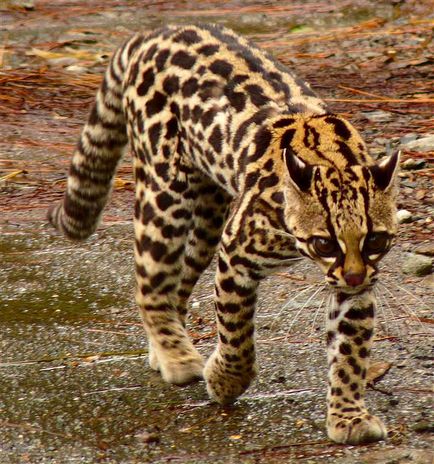 Леопард онцилла, блог nikkuro, конт