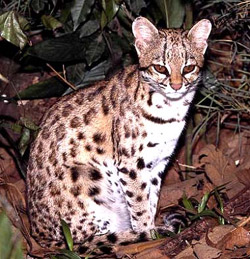 Леопард онцилла, мала плямиста кішка леопард онцилла (felis tigrinus), тигрова кішка леопард онцилла, ареал зовнішній вигляд