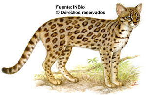 Oncilla, pisica oncilla mică (felis tigrinus), oncilla pisică tigră, aspect areal