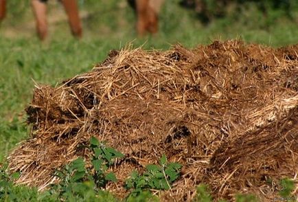 Îngrășămintele organice și minerale cum să aleagă și care este diferența