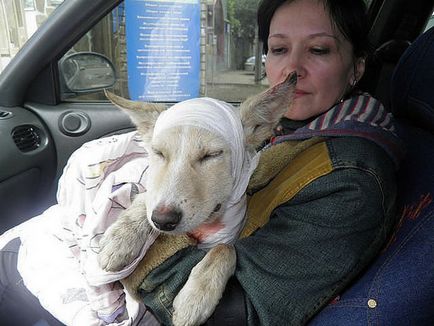 Despre un borcan de câine, cruzimea și bunătatea omenească