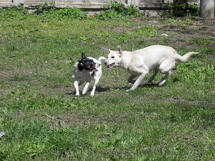 Despre un borcan de câine, cruzimea și bunătatea omenească