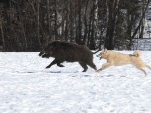 Особливості та види полювання на кабана взимку