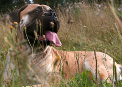 Caracteristicile rasei Bullmastiff