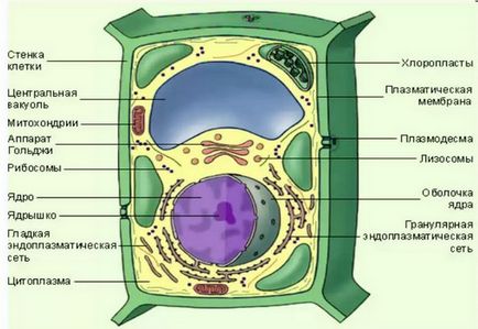 Caracteristicile structurii celulei de plante, suntem studenți - suntem studenți!