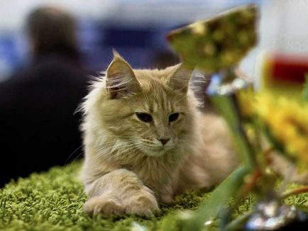 Caracteristici de îngrijire a expoziției pisici de viță de vie