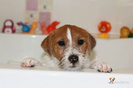 Cu privire la modul de spălare a unui câine, drtclub