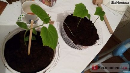 Овочі огірок - «як виростити огірки на балконі