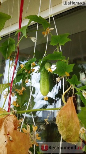 Овочі огірок - «як виростити огірки на балконі