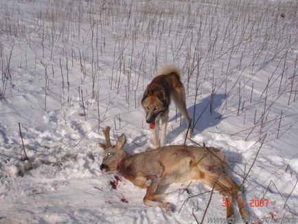 Vânătoarea căpriorilor cu husky - portalul rusesc de vânători de vânători
