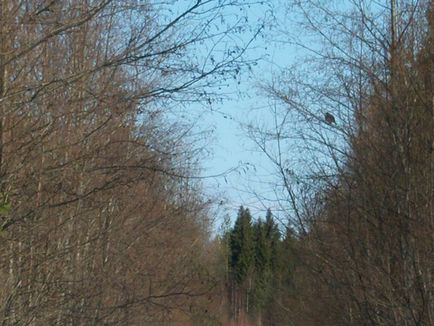 Полювання на рябчика з підходу, наганянням, з собакою