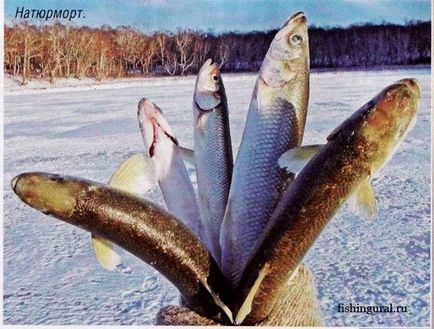 Okhotsk Catfish