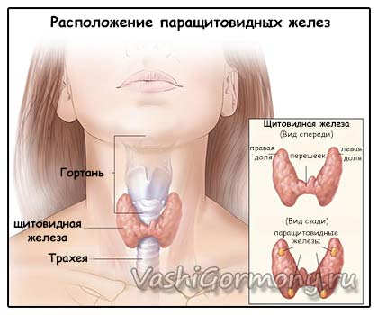 Паратгормон підвищений - у чому небезпека і як вилікувати захворювання пов'язані з високим рівнем