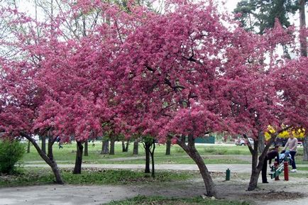 Park „kiotói” az erdei