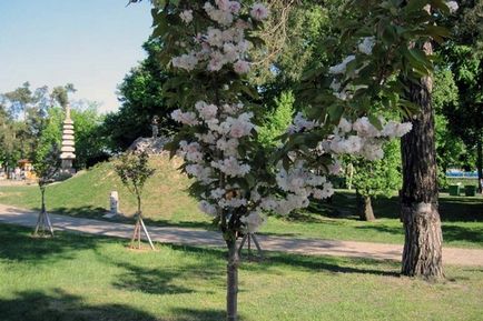 Park „kiotói” az erdei