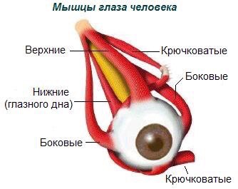 Чи передається страбизм дітям у спадок, про хвороби очей