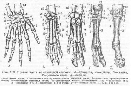 Передня лапа, або кисть ссавців - все про тваринництво