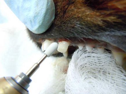 Törések fogak kutyák - Veterinary Clinic Radan