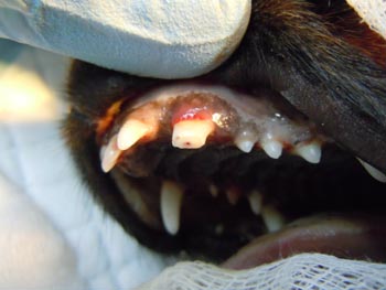 Fracturi ale dinților la câini - clinica veterinară radan