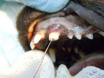 Переломи зубів у собак - ветеринарна клініка Радан