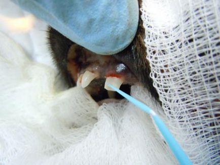 Переломи зубів у собак - ветеринарна клініка Радан
