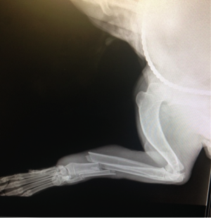 Fracture egy kutya mancs (láb) Fracture mancsát egy kutya