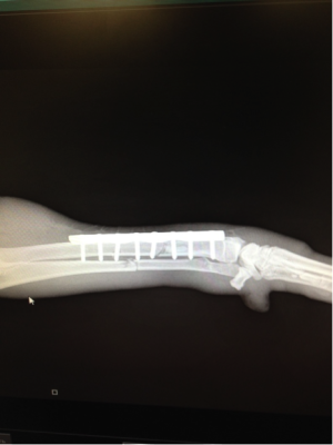 Fracture mancsát egy kutya