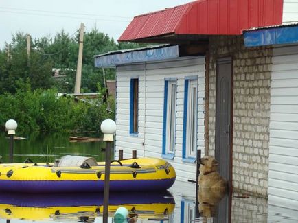 Prietenul de câine a surprins și a mutat rușii cu fidelitatea lor