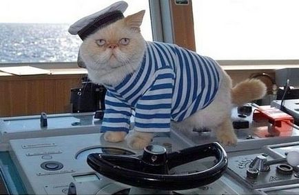 Celebritatea din Petersburg este pisica marinarului