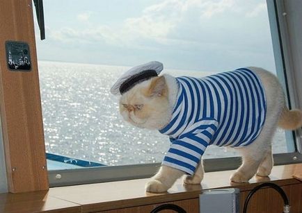 Celebritatea din Petersburg este pisica marinarului