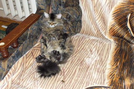 Pet macska - Timothy - Timka, Tim Timoshka - szibériai macska - házi honlapján