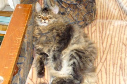 Вихованець кіт - Тимофій - тимка, тіма, Тимошка - сибірська кішка - сайт домашніх тварин