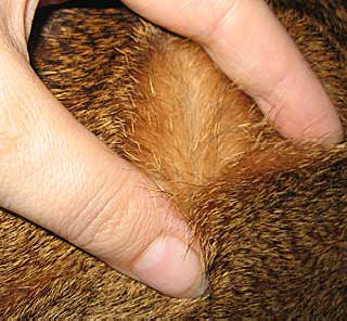 Розплідник абіссінських кішок abysolaris - стандарти абіссінської породи