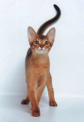 Cattery pisicile Abyssinian abysolaris - Standarde de reproducție abisiniană