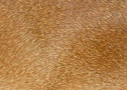 Розплідник абіссінських кішок abysolaris - стандарти абіссінської породи