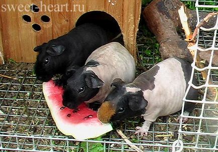 Розплідник домашніх тварин - sweet heart - годування морських свинок
