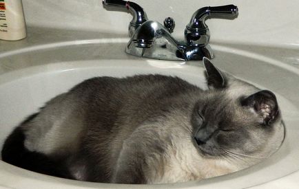 Чому коти люблять спати в раковині, кіт і кішка