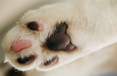 De ce labele câinilor și pisicilor transpira